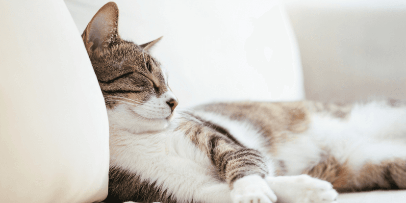 Keep the Cat. Lose the Allergy.