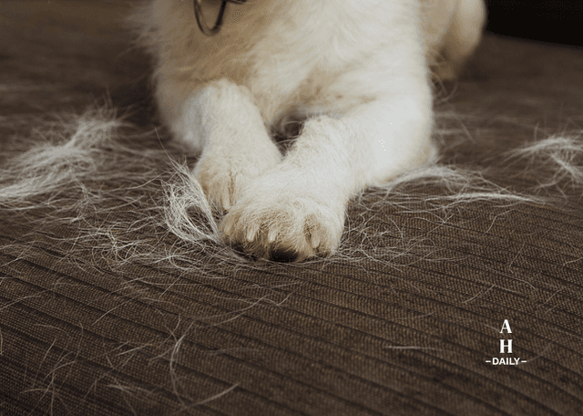 Why Pets and Dust Are a Double Threat