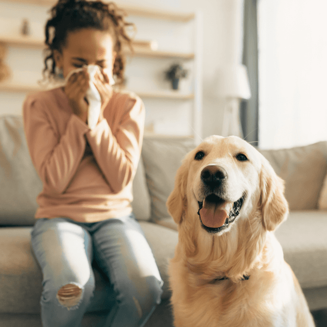 Best Hypoallergenic Dogs