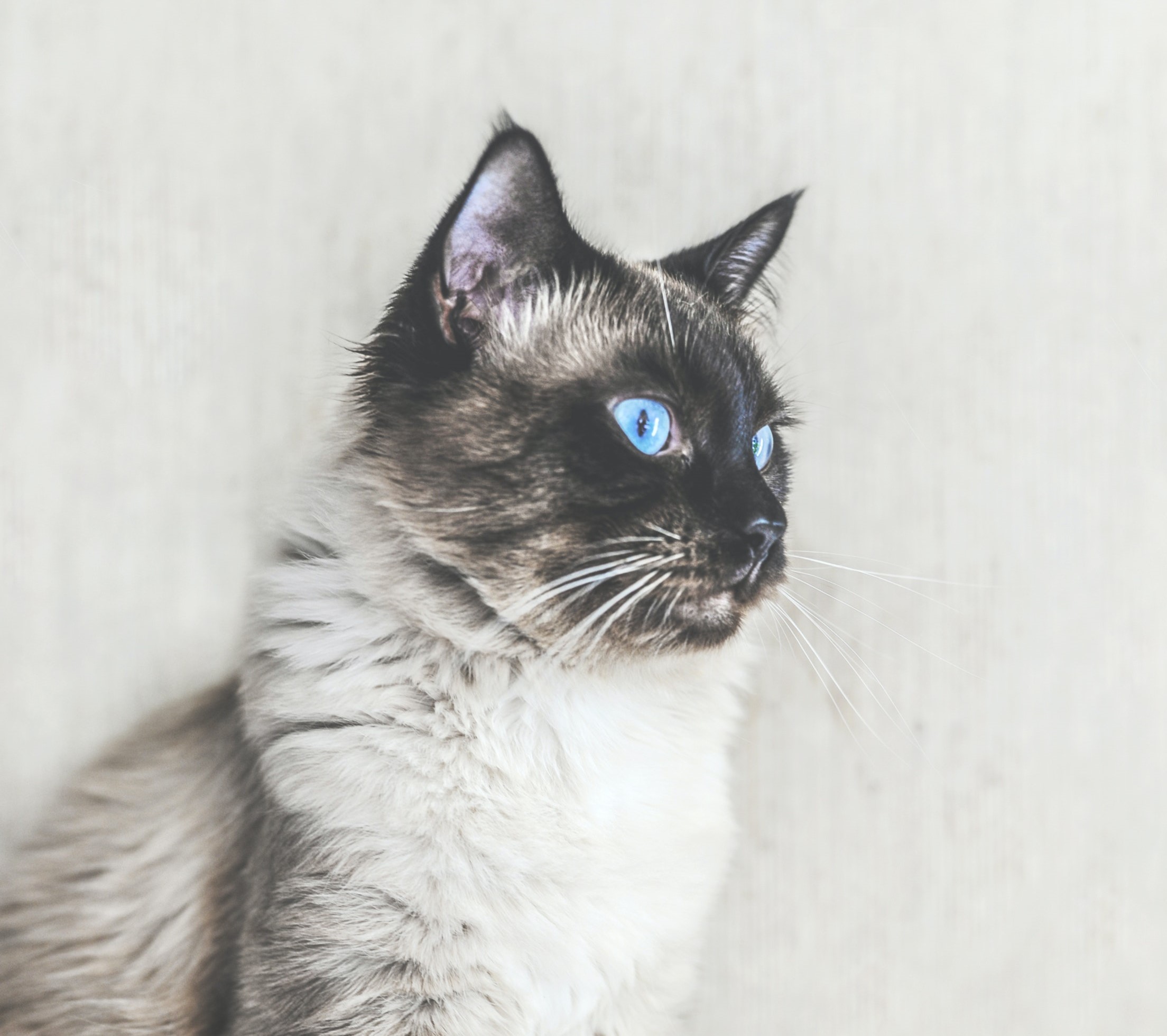 Balinese Cat Balinese Cat