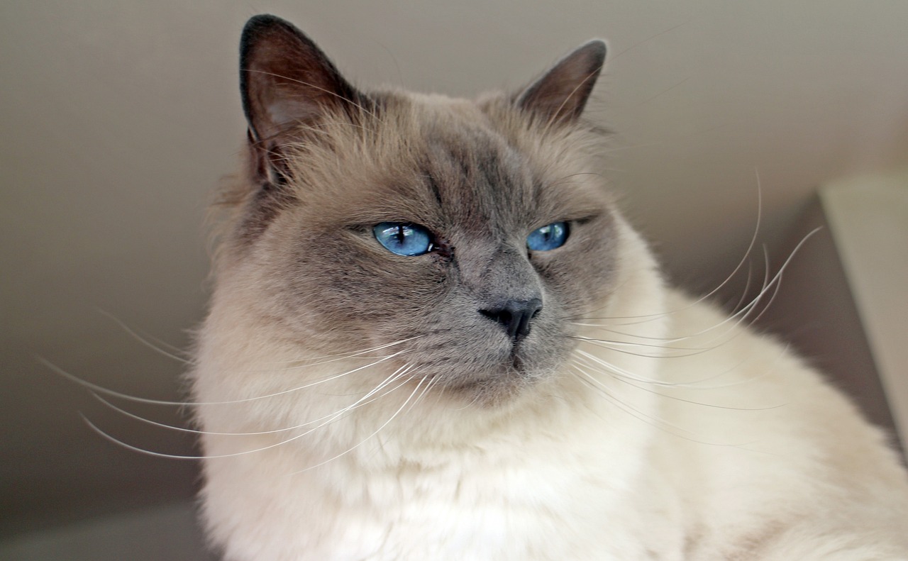 Birman Cat Birman cat