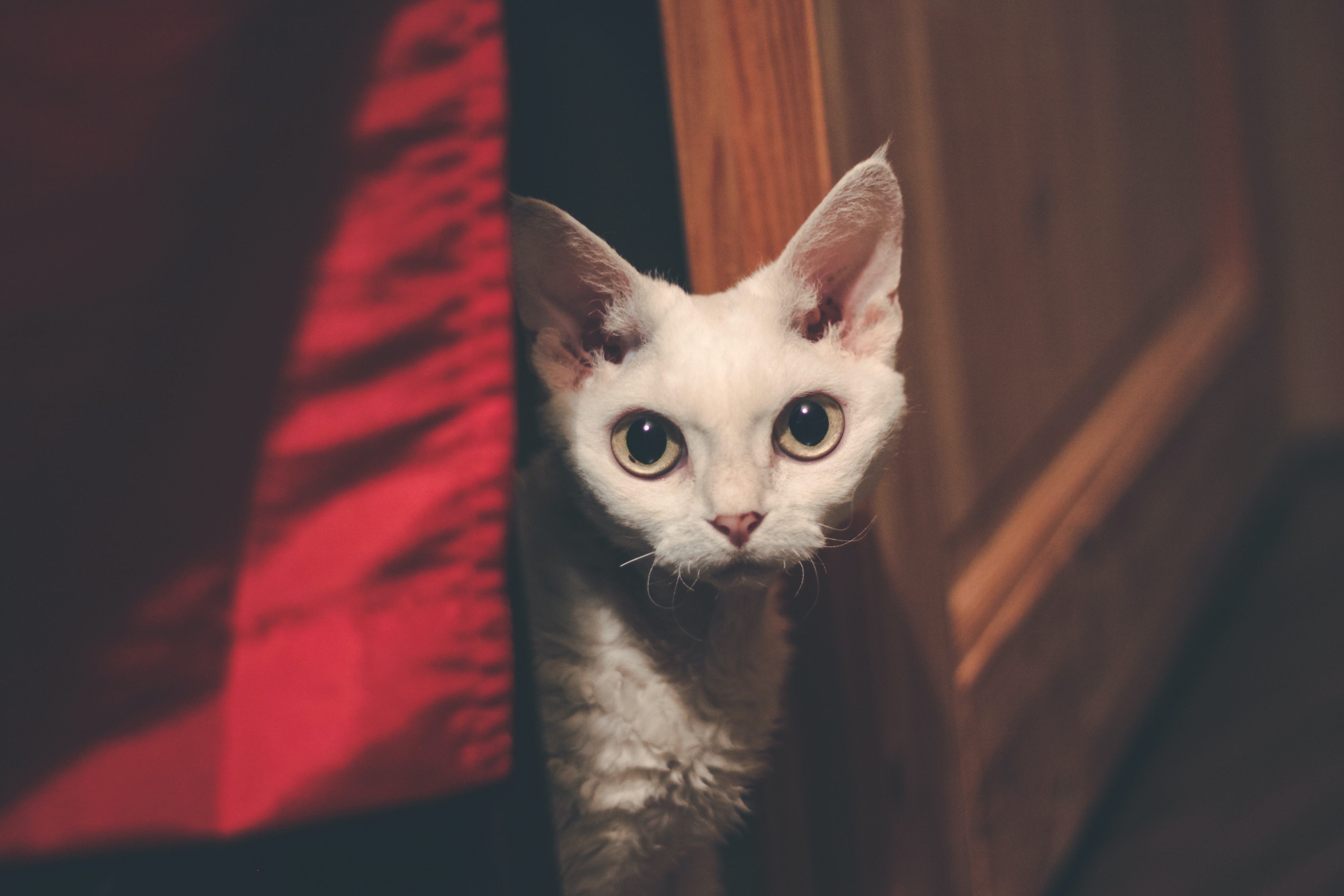 Devon Rex Cat Devon rex through a gap in the door