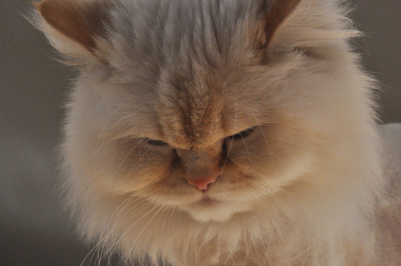 Himalayan Cat Himalayan cat