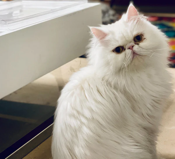 Persian Cat Persian cat looking at screen