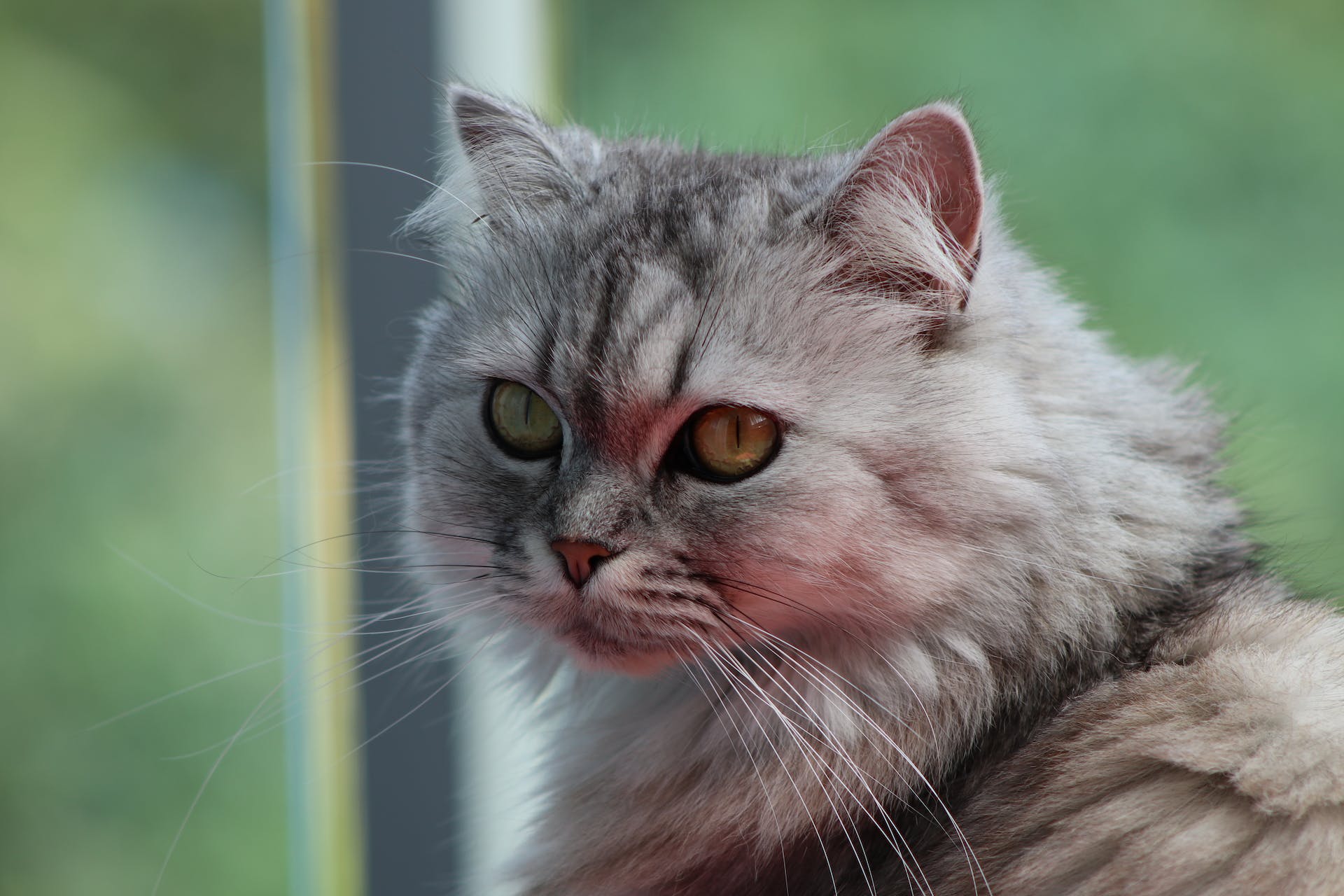 Worst Cat Breeds For Allergies close up of Persian Cat