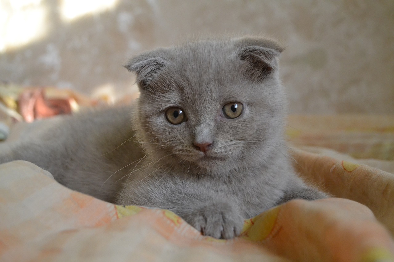 Scottish Fold Cat Scottish fold
