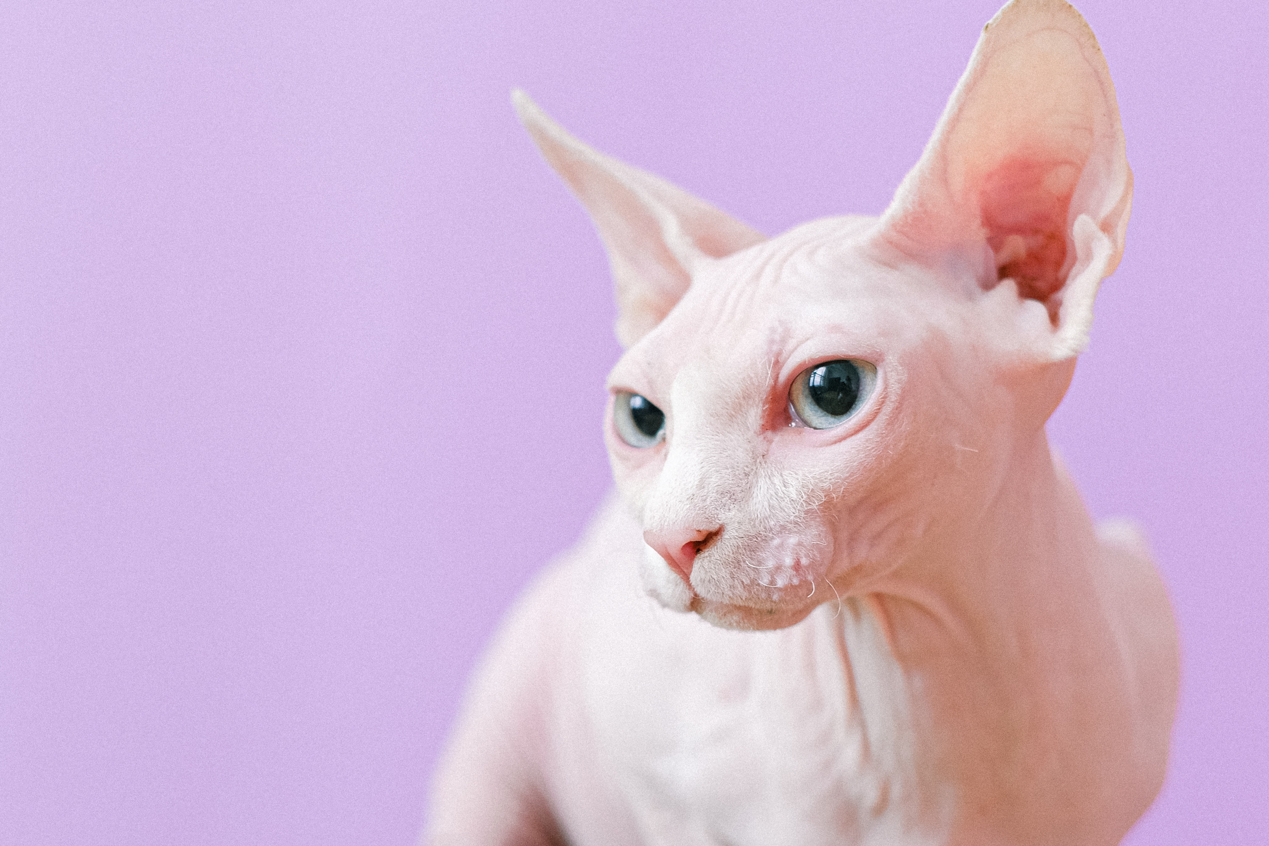 Sphynx Cat Sphynx cat