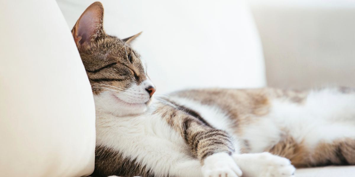 Keep the Cat. Lose the Allergy. Cat on Couch