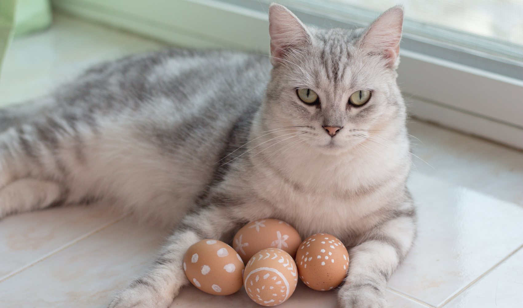 Cat with food bowl Cat Food Bowl