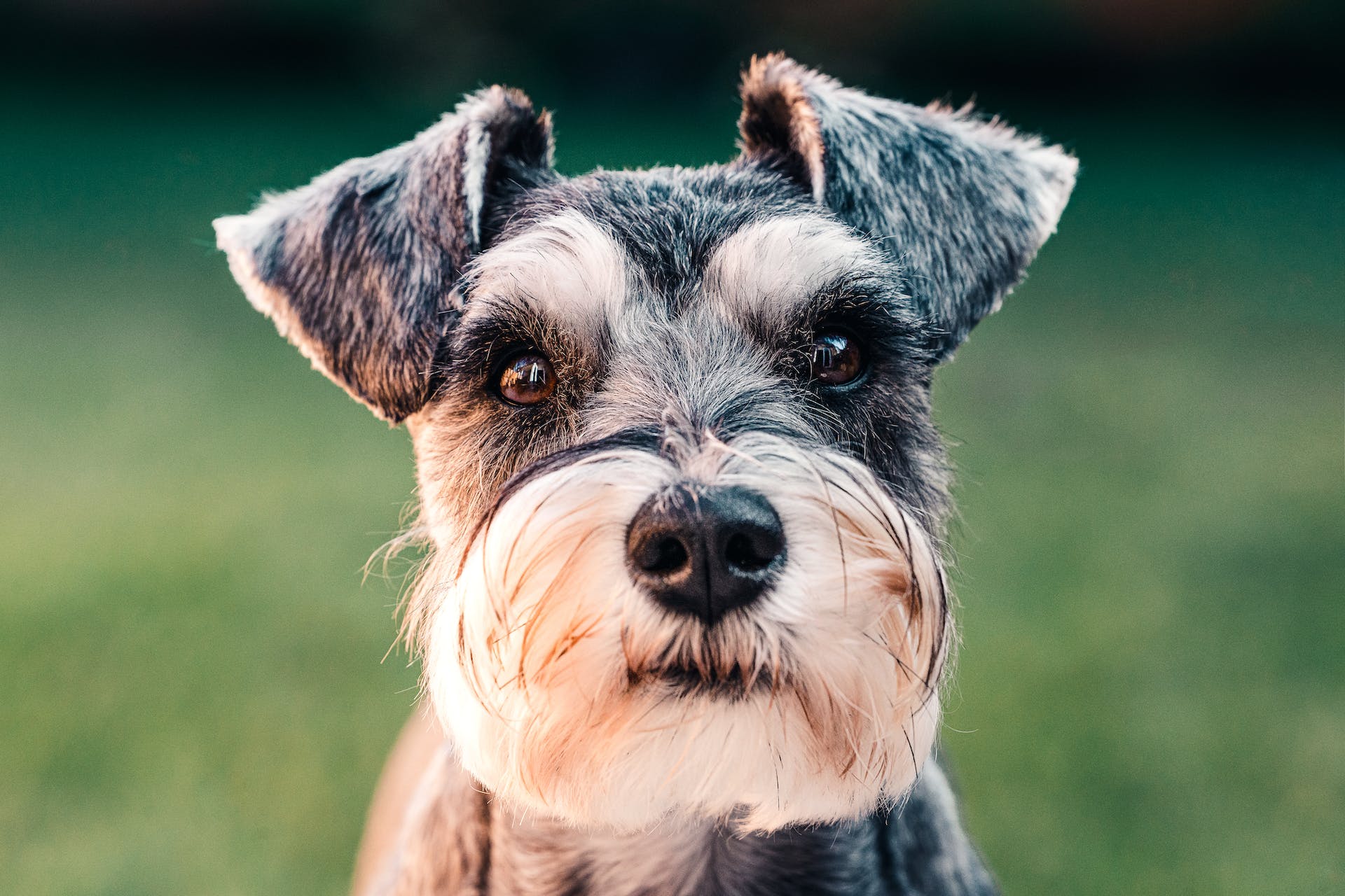 Schnauzer - Hypoallergenic Dog Breed Schnauzer dog breed